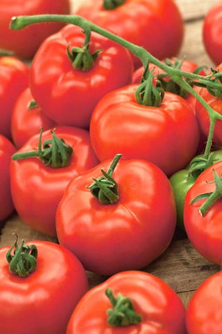 Field tomato "Orkado F1" - tall variety