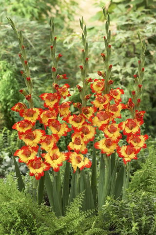 Gladiolus "Alana" - 5 pcs