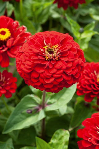 Zinnia flor de Dalia - Scarlet Flame - Zinnia elegans - Tonos ardientes, belleza duradera - Semillas frescas