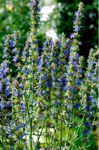 Hyssop Tricolor Trio seeds - Hyssopus officinalis - 100 seeds