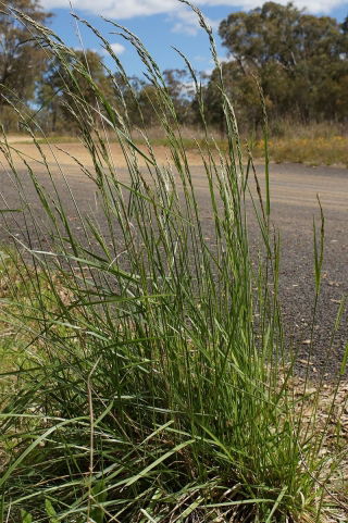 Trávník vysoký kostřava Meandr - 5 kg - 