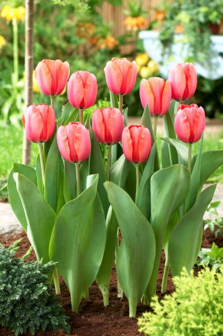 Tulip 'Apricot Impression' - large package - 50 pcs