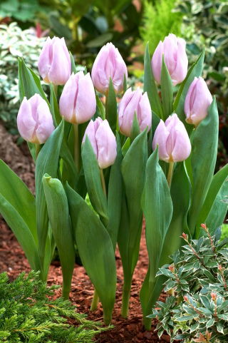 Tulip 'Candy Prince' - 5 pcs