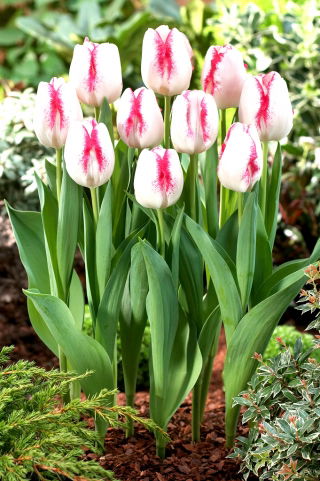 Tulip Salvo - large package! - 50 pcs