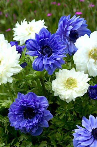 Double-flowered anemone - set of 2 white and blue flowered varieties - 80 pcs