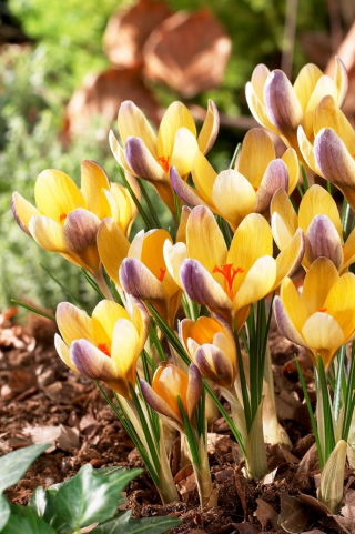 Crocus Advance - large package! - 100 pcs