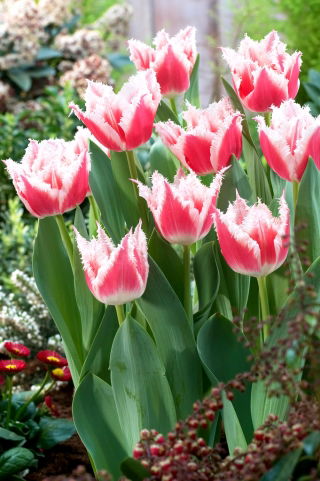 Lagu Tulip Bell - pakej besar! - 50 keping - 