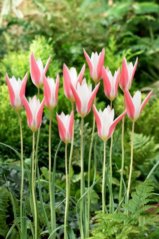 Tulip 'Clusiana Lady Jane' - large package - 50 pcs