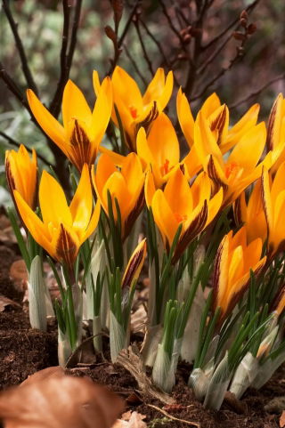 Goldkrokus, Crocus angustifolius - großes Paket! - 100 Stück