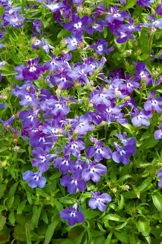 Lobelia "Riviera" - blå med ett vitt öga - 