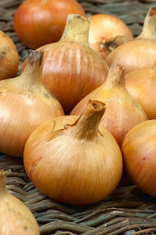 Cebola "Octavia" - NANO-GRO - aumenta o volume da colheita em 30%