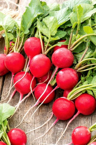 Radish Rumba F1 - röda runda rötter - 