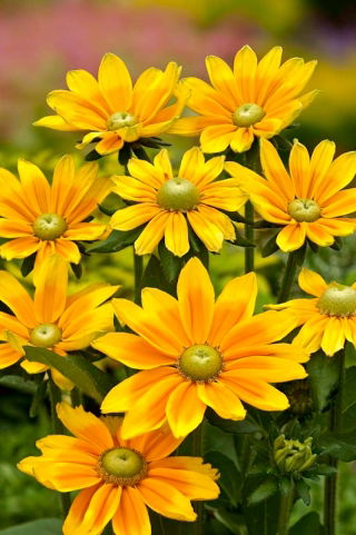 Schwarzäugige Sonnenhut, Rudbeckie Green Eyes - zweifarbige Sorte -  