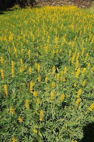 Lupino giallo &quot;Baryt&quot; - 10 kg; lupino giallo annuale, lupino giallo europeo - 