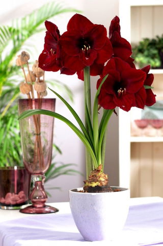 Hippeastrum "Benfica", amaryllis