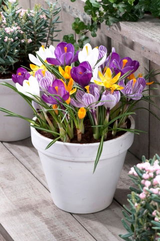 Margarita - 80 crocus bulbs - composition of 4 varieties