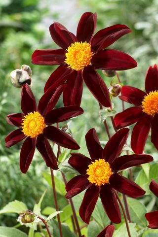 Dahlia - Honka Dark