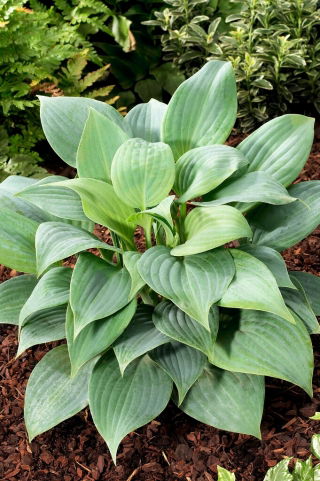 Hosta azul perfumado, lírio de banana - uma variedade perfumada