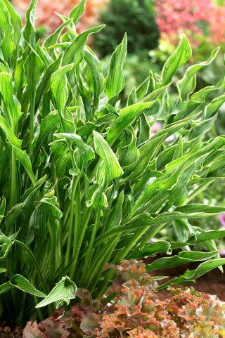 Bedende hænder hosta, plantain lilje