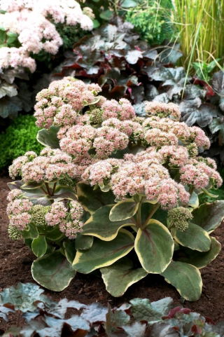 Diamond Edge orpine - Sedum - mudas