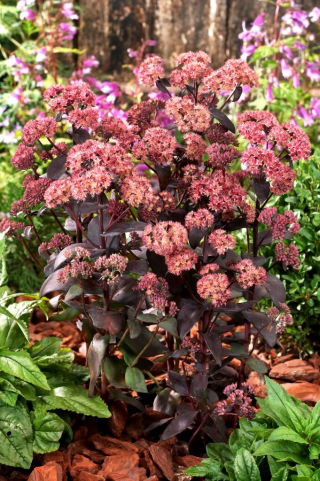 José Aubergine stonecrop - Sedum - seedling - large package! - 10 pcs