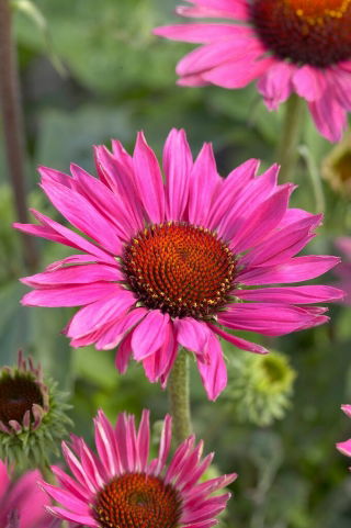Vintage Wine oostelijke paarse zonnehoed - groot pakket! - 10 stuks; egel zonnehoed, Echinacea - 