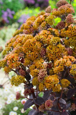 Sárga Xenox orpine - Sedum - palánta - nagy csomag! - 10 db.; él, béka gyomra, hárfás Johnny, örök élet, örökké él, nyárközép, Árva János, boszorkány pénzeszsákjai
