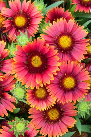 Arizona Red Shades blanket flower - seedling