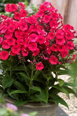 Grenadine Dream Herbst-Phlox - 1 Stk - 