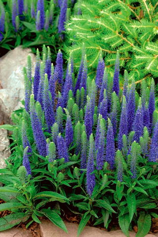 Veronica, Speedwell Blue - large package! - 10 pcs