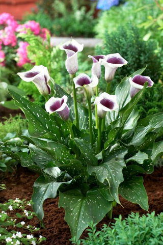 Vermeer calla lily (Zantedeschia) - large package! - 10 pcs