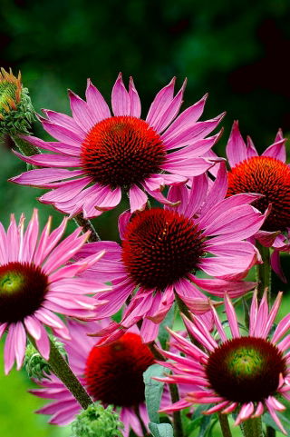 Equinácea morada oriental - Ruby Giant - equinácea erizo de flores grandes, equinácea morada - Paquete XL - 50 piezas
