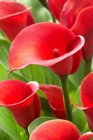 Arum lily 'Red Alert'; calla, calla lily -  large package! - 10 pcs