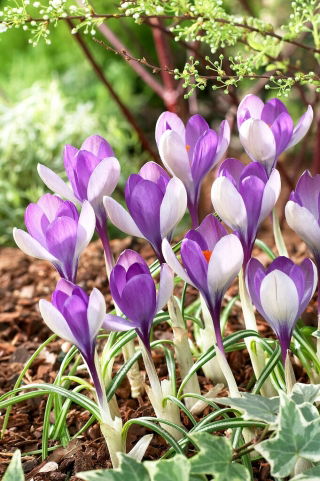 Yalta krokus - 10 st
