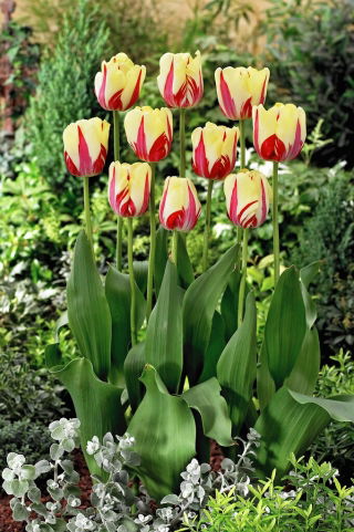 Tulipán World Expression - 5 piezas