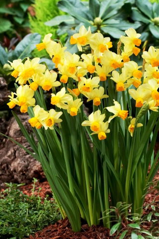 Narciso Spring Sunshine - 5 piezas
