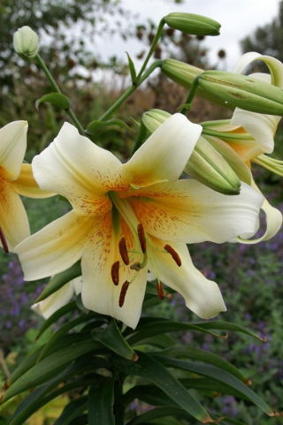 Tree Lily Lilium Mister Cas - XL pakke - 50 stk
