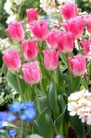 Tulipa Fancy Frills - Tulip Fancy Frills - XXXL pack  250 pcs