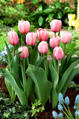 Tulip Salmon Impression - embalagem XXXL 250 unid.
