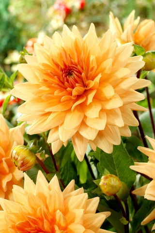 Dahlia - Noordwijks Glorie - XL pack - 50 pcs