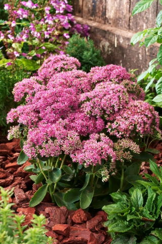 Rozchodník Carl - Sedum - sazenice - XL balení - 50 ks.