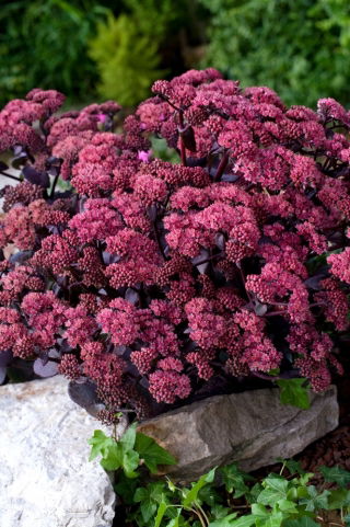 Xenox orpine - Sedum - sadika; livelong, žabji želodec, harping Johnny, life-everlasting, live-forever, midsummer-men, Orphan John, čarovničine denarnice - XL pakiranje - 50 kos