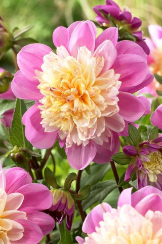 Dahlia - Take Off