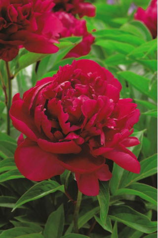 Paeonia, Peony Madame Gaaudichau - large package! - 10 pcs