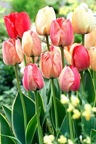 Tulip - Silverstream - GIGA Pack! - 250 pcs