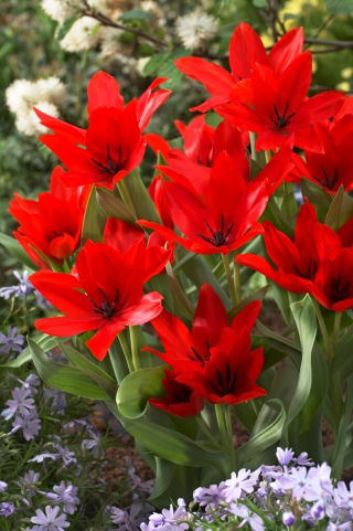 Tulipe - Praestans Zwanenburg Variety - 5 pcs