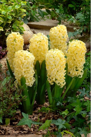 Giacinto - Yellow Queen - 3 pz.
