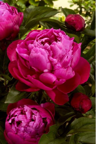 Pfingstrose, Päonie, Paeonia - 'Red Sarah Bernhardt' - Setzlinge - Gigapackung! - 50 Stk.