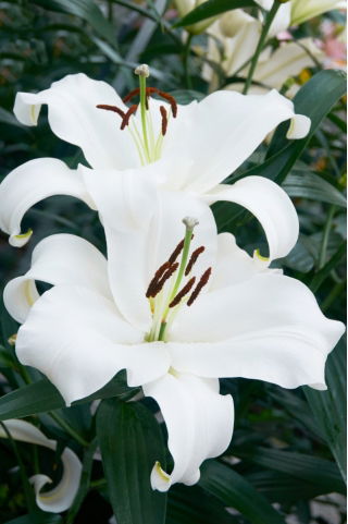 Giglio, Lilium „Monte Bianco” - Confezione grande - 10 unità
