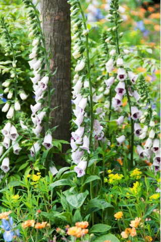 Digitalis, Foxglove 'Pam's Choice' - Giga Pack! - 50 pcs.